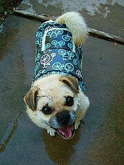 Raincoat